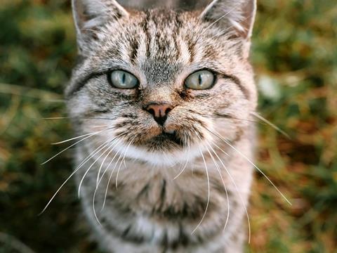 Nullam ipsum ante, tincidunt ut purus at, ultricies mollis est