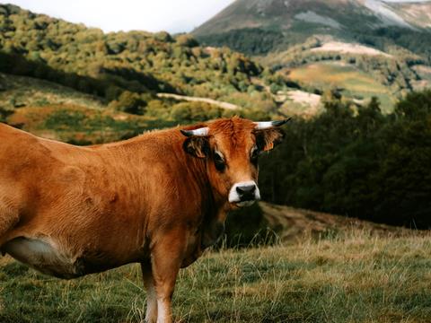 Donec consequat dolor eget ipsum pharetra