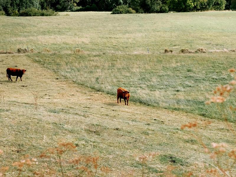 Service ipsum dolor ? - Leistungen